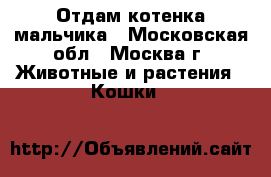 Отдам котенка мальчика - Московская обл., Москва г. Животные и растения » Кошки   